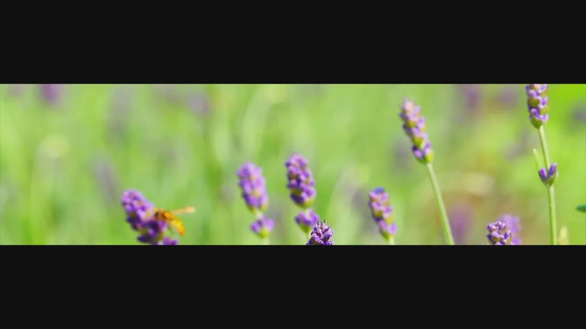 GREEN Toy Cleaner With Tea Tree Oil